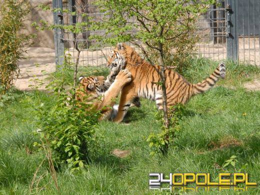 Młode Tygrysy azjatyckie po raz pierwszy na wybiegu (WIDEO)