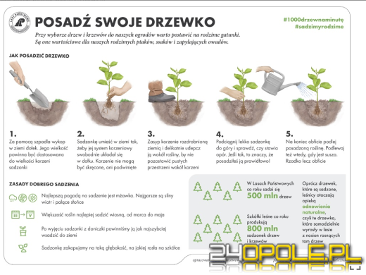 Szósta edycja akcji #sadziMY Lasów Państwowych już dziś