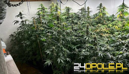 Raciborscy kryminalni zlikwidowali plantację konopi