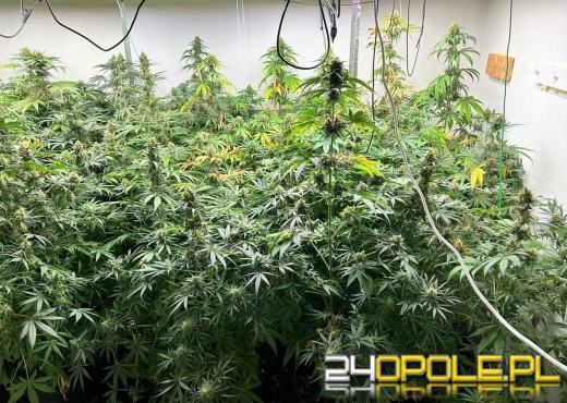 Raciborscy kryminalni zlikwidowali plantację konopi