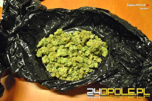 Raciborscy kryminalni zlikwidowali plantację konopi
