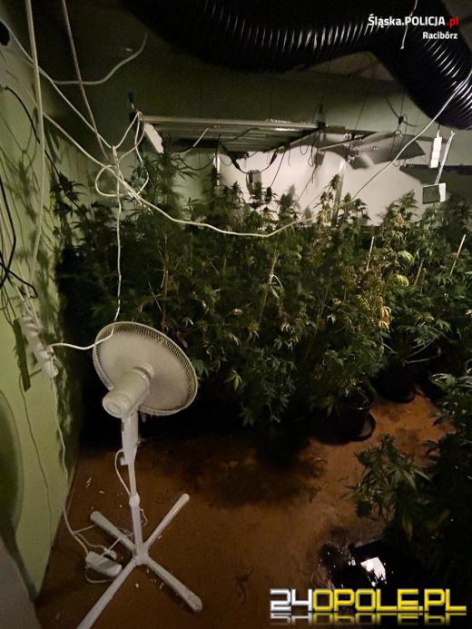 Raciborscy kryminalni zlikwidowali plantację konopi