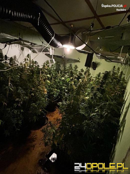 Raciborscy kryminalni zlikwidowali plantację konopi