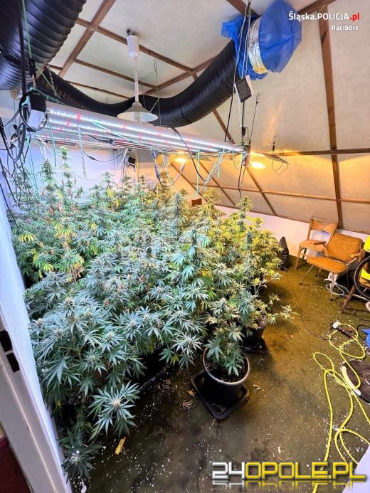 Raciborscy kryminalni zlikwidowali plantację konopi