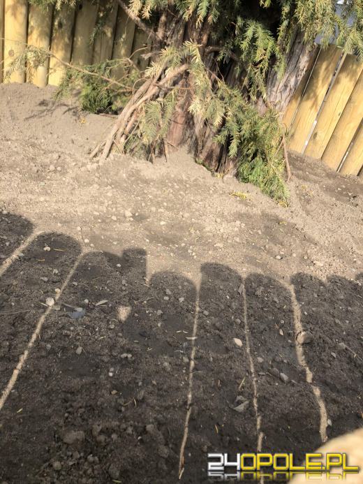 Walczą o umierający Cis