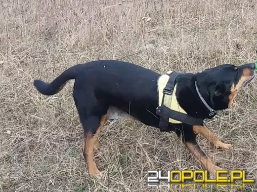 Przeszczep nerki od bezdomnego psa dla rasowego - sprawa trafiła ponownie na wokandę