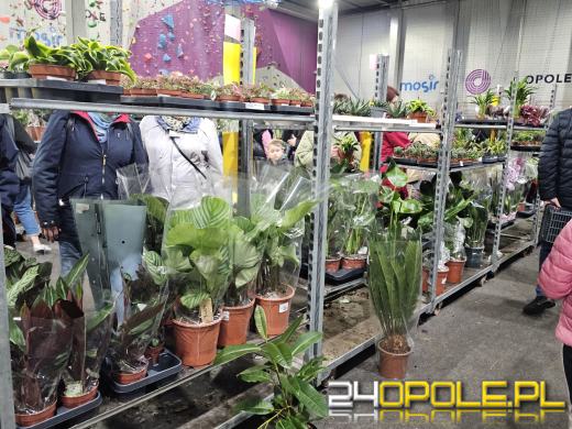 Trwa Festiwal Roślin. Chętnych nie brakuje