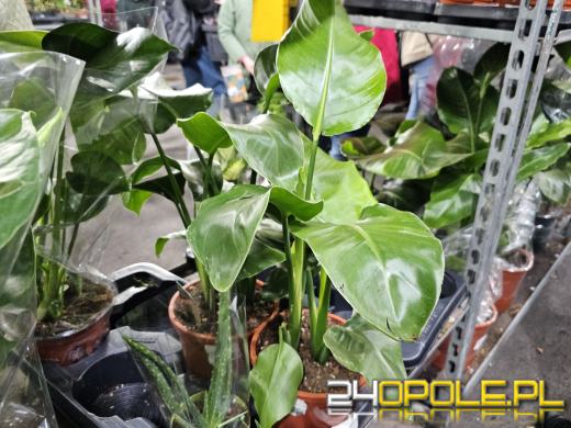 Trwa Festiwal Roślin. Chętnych nie brakuje