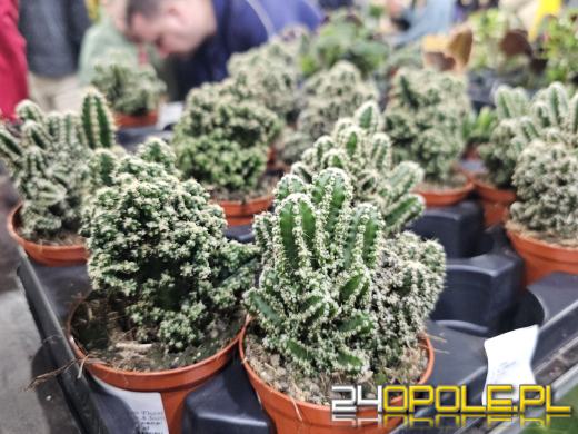 Trwa Festiwal Roślin. Chętnych nie brakuje