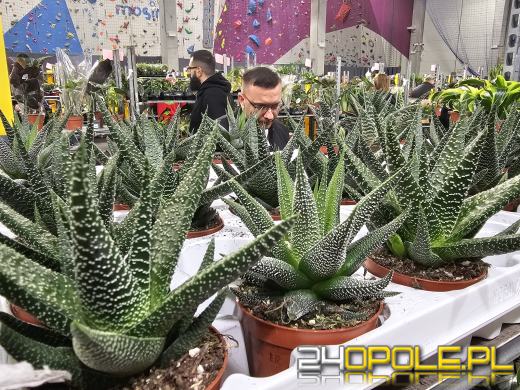 Trwa Festiwal Roślin. Chętnych nie brakuje