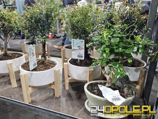 Trwa Festiwal Roślin. Chętnych nie brakuje