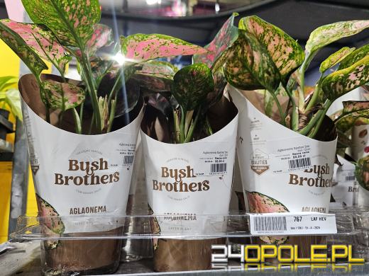 Trwa Festiwal Roślin. Chętnych nie brakuje