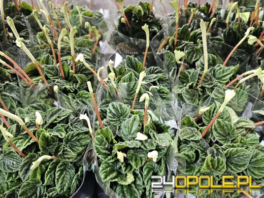 Trwa Festiwal Roślin. Chętnych nie brakuje