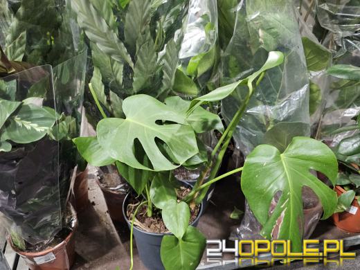 Trwa Festiwal Roślin. Chętnych nie brakuje