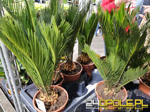 Trwa Festiwal Roślin. Chętnych nie brakuje