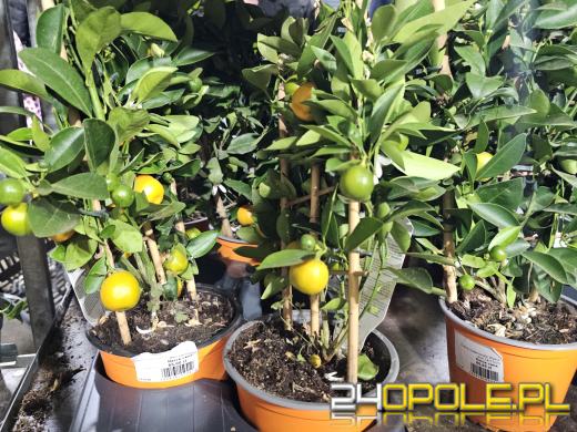 Trwa Festiwal Roślin. Chętnych nie brakuje