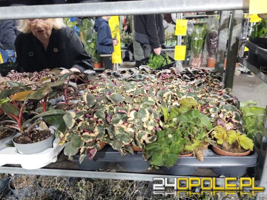 Trwa Festiwal Roślin. Chętnych nie brakuje