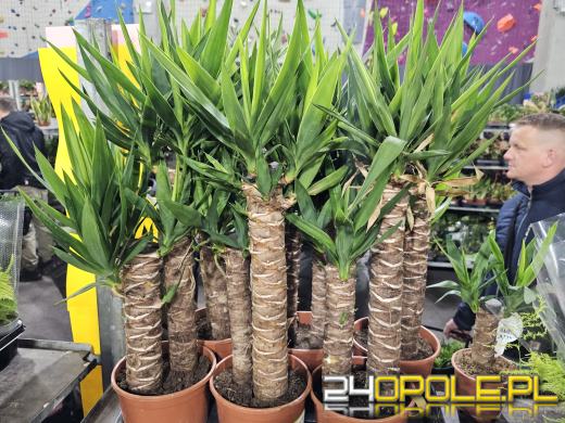 Trwa Festiwal Roślin. Chętnych nie brakuje