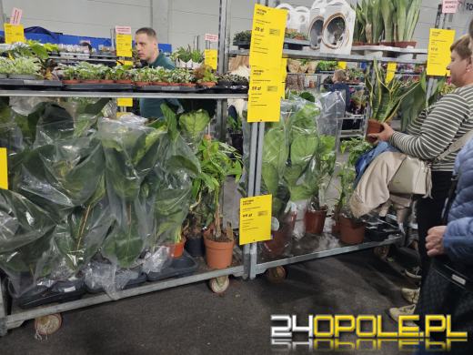 Trwa Festiwal Roślin. Chętnych nie brakuje