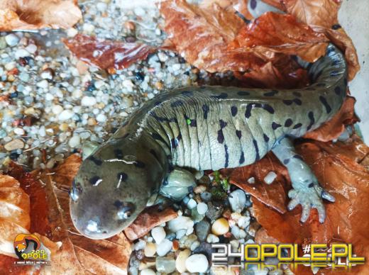 Wiosna przynosi nowe życie. Zobacz ostatnie narodziny w opolskim zoo