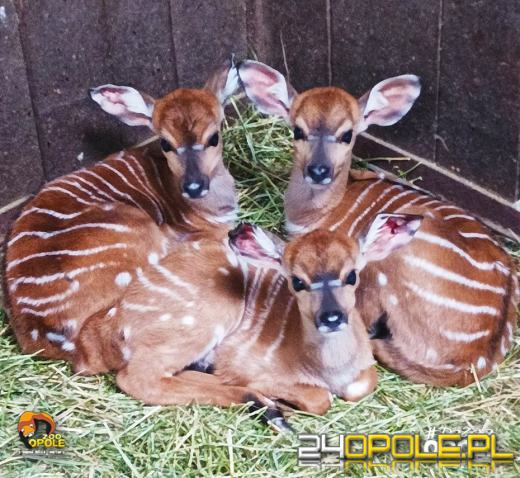 Wiosna przynosi nowe życie. Zobacz ostatnie narodziny w opolskim zoo
