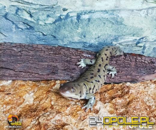 Wiosna przynosi nowe życie. Zobacz ostatnie narodziny w opolskim zoo