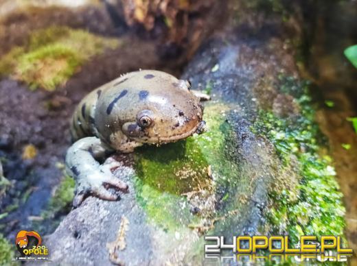 Wiosna przynosi nowe życie. Zobacz ostatnie narodziny w opolskim zoo