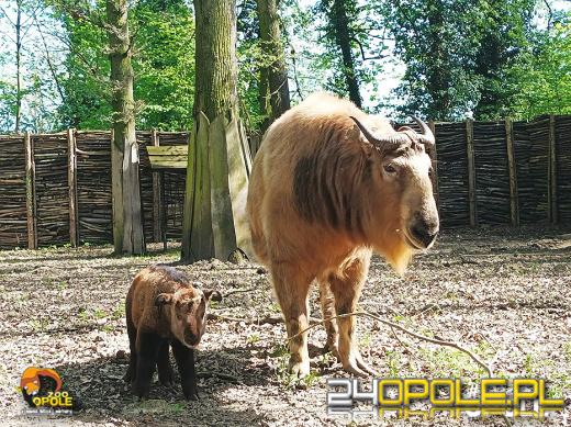 Wiosna przynosi nowe życie. Zobacz ostatnie narodziny w opolskim zoo