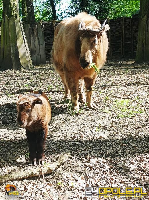 Wiosna przynosi nowe życie. Zobacz ostatnie narodziny w opolskim zoo
