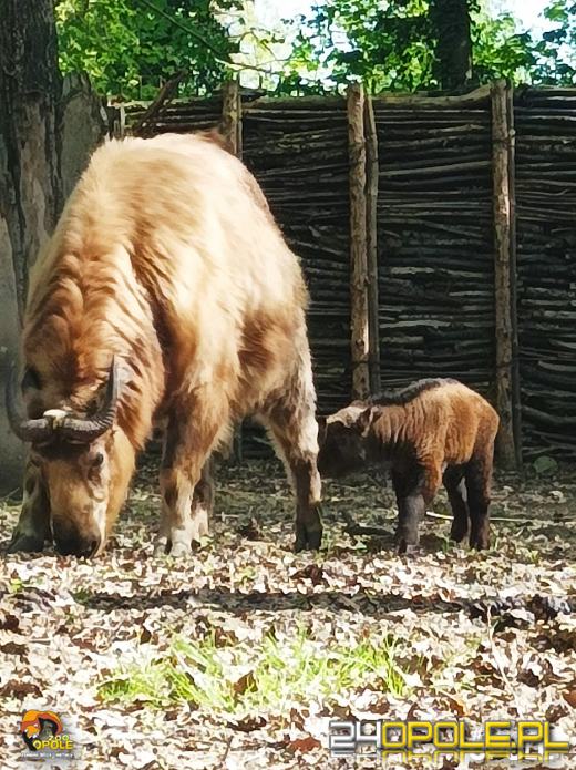 Wiosna przynosi nowe życie. Zobacz ostatnie narodziny w opolskim zoo