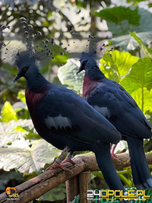 Wiosna przynosi nowe życie. Zobacz ostatnie narodziny w opolskim zoo