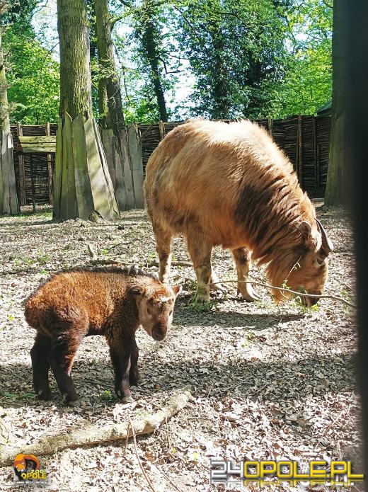Wiosna przynosi nowe życie. Zobacz ostatnie narodziny w opolskim zoo