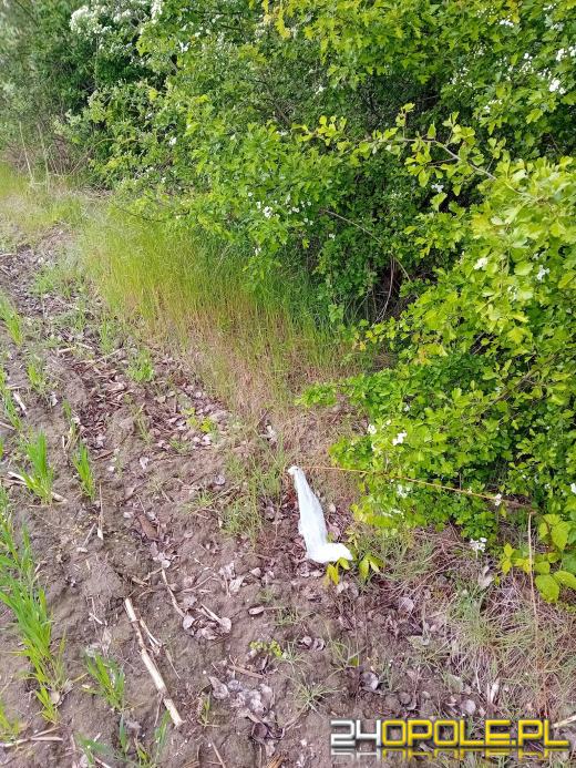 Opolanie aktywnie włączyli się w akcję sprzątania świętując Dzień Ziemi