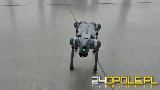 Festiwal Kariery w Opolu. Wykłady, prelekcje i motywatorzy