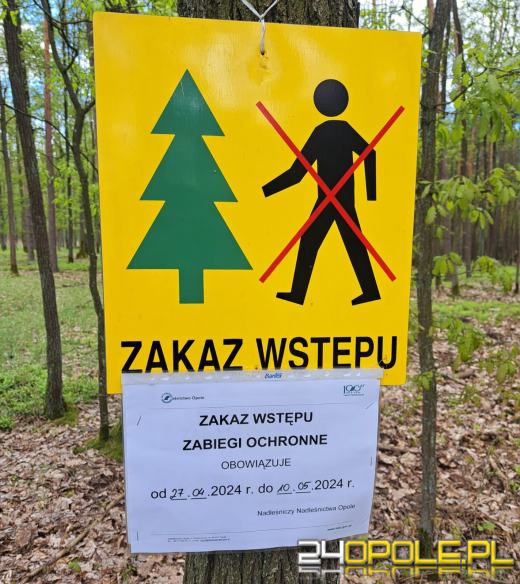 Misja zmniejszenia populacji chrabąszcza majowego rozpoczęta