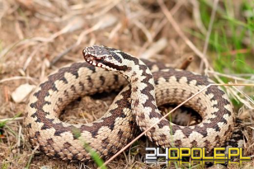 Poznajmy bliżej Żmiję zygzakowatą. Rozmowa z Jackiem Boczarem z Nadleśnictwa Opole