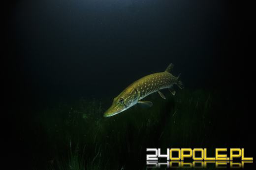 Szczupak, król wód, znika z polskich akwenów. Połowy spadły dwukrotnie