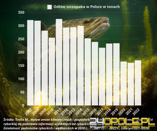 Szczupak, król wód, znika z polskich akwenów. Połowy spadły dwukrotnie