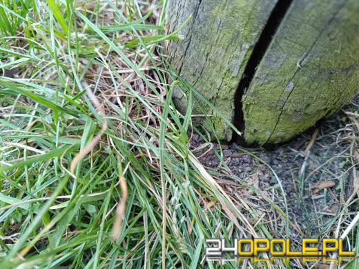 Czytelnik: Na osiedlu Piastów w Niemodlinie place zabaw to tylko fikcja