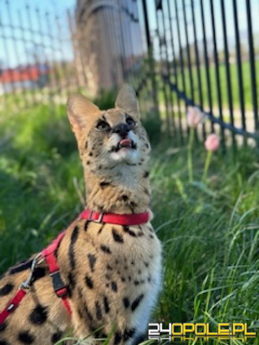 Z hodowli w Długomiłowicach uciekł serwal Lambo. Zwierzę łatwo jest spłoszyć