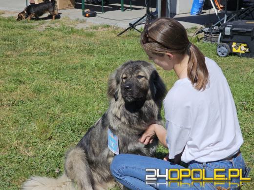 Rodzinny Dogtrekking na kąpielisku Malina