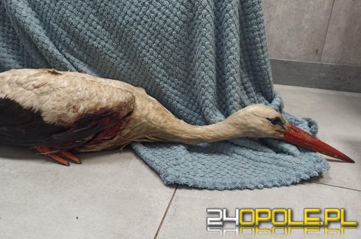 Zabójstwo bociana w Hajdukach Nyskich. Policja szuka sprawcy