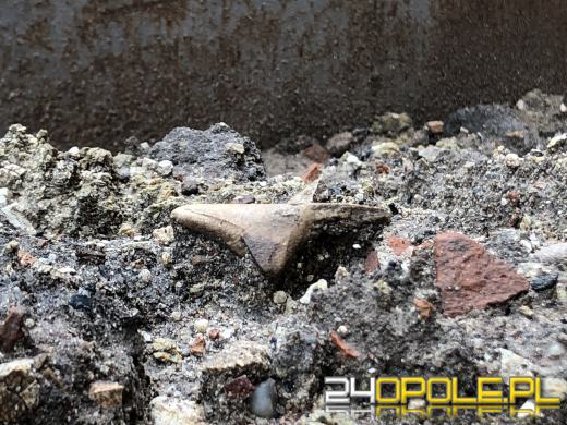 Ludzkie szczątki w kontenerze na śmieci