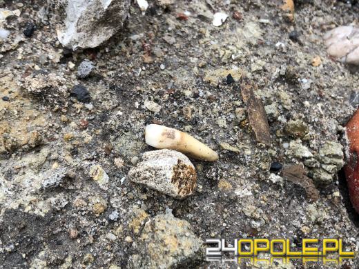 Ludzkie szczątki w kontenerze na śmieci