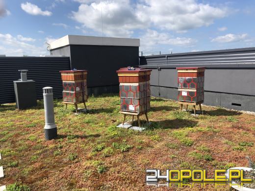 Miejskie miodobranie za nami. Miód lał się strumieniami