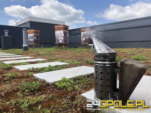 Miejskie miodobranie za nami. Miód lał się strumieniami