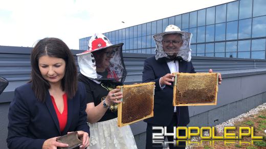 Miejskie miodobranie za nami. Miód lał się strumieniami