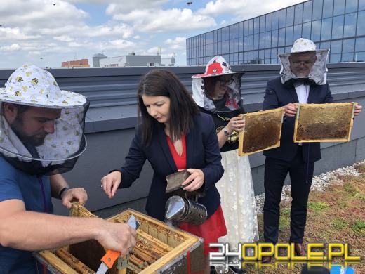 Miejskie miodobranie za nami. Miód lał się strumieniami