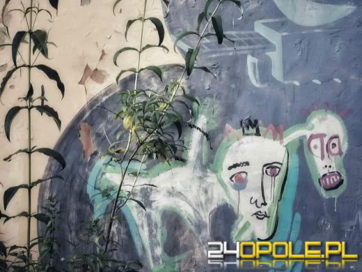 Zwiedź Opole szlakiem miejskich murali