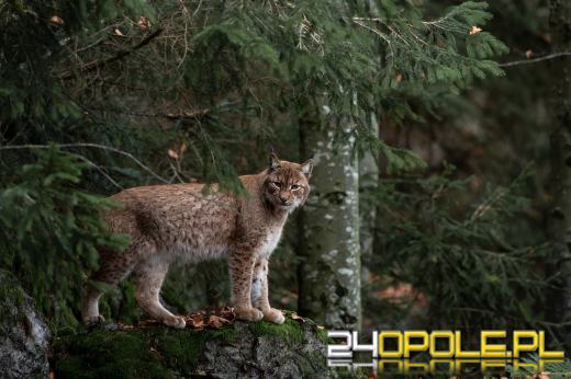 Dziś święto największego dzikiego kota zamieszkującego polskie lasy